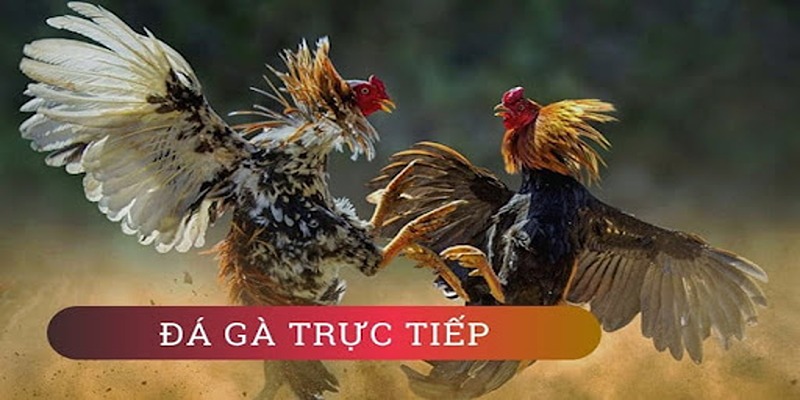 Đá gà cựa sắt U888 được phát từ nhiều trường kê hàng đầu thế giới
