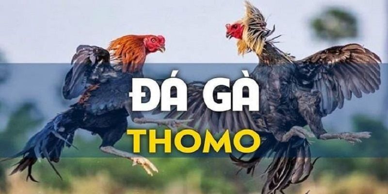Giới thiệu hình thức chọi kê Thomo đầy ấn tượng