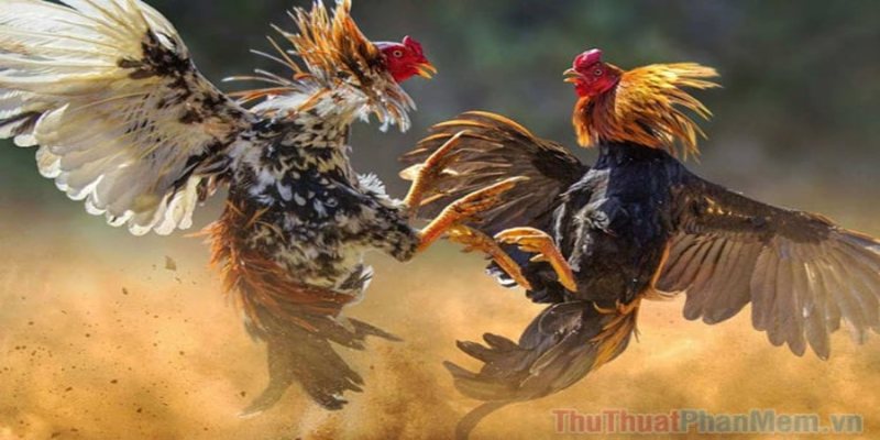 Lựa chọn màu mạng đá gà dựa trên chiến thuật