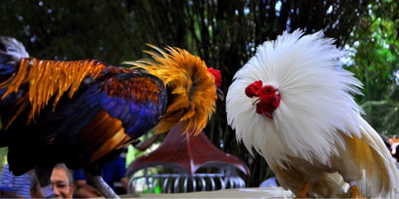 Khám phá luật đá gà Thomo U888 chi tiết nhất hiện nay