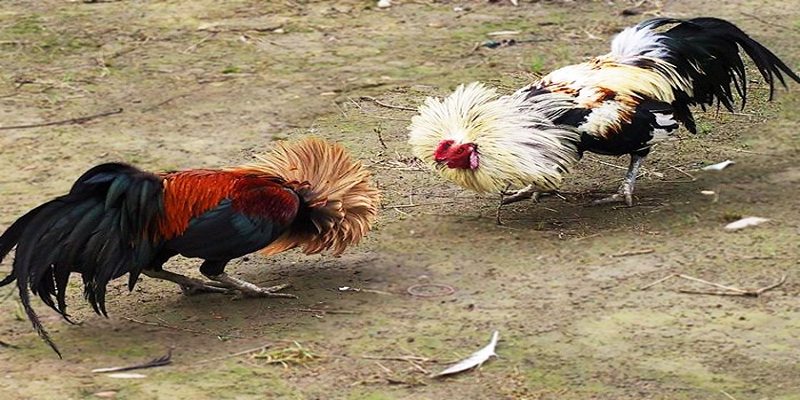 Hiểu thuật ngữ đá gà giúp bạn tự tin khi trao đổi về bộ môn này